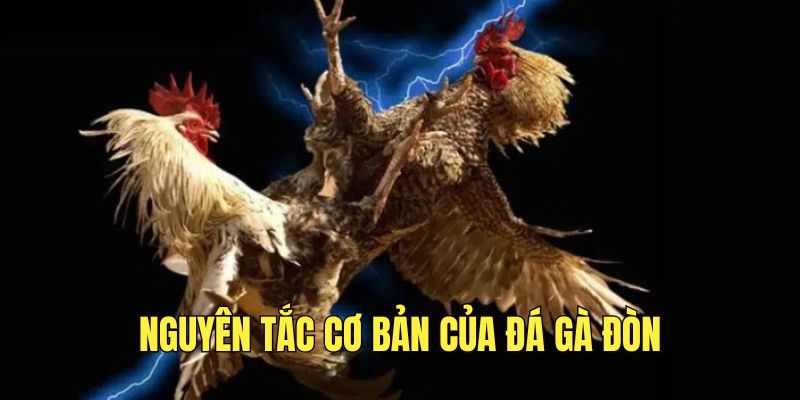 nam-ro-nguyen-tac-co-ban-cua-da-ga-don-truoc-khi-tham-gia