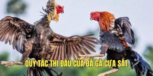 quy-tac-thi-dau-cua-da-ga-cua-sat