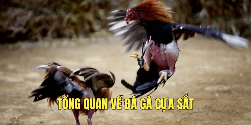 tim-hieu-ve-da-ga-cua-sat-kich-tinh