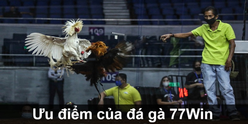 uu-diem-da-ga--77win