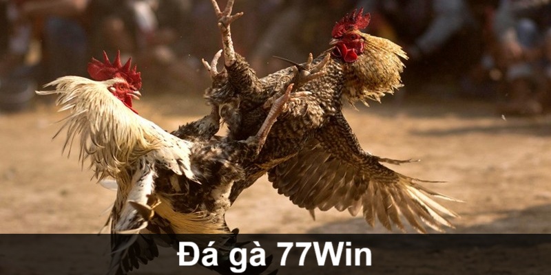 vai-dieu-can-biet-ve-da-ga-77win